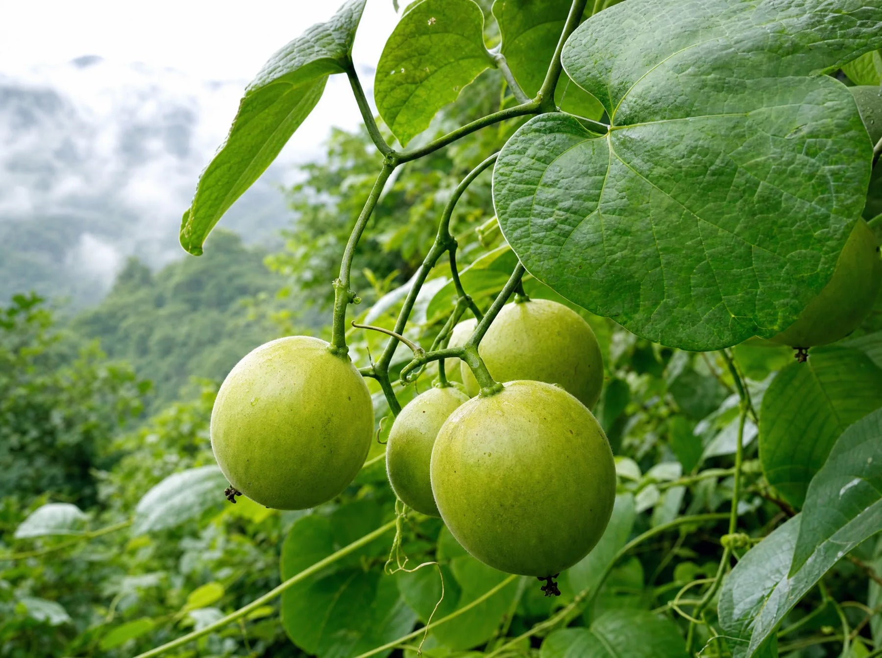 Frische Mönchsfrucht an der Ranke